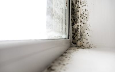 Black Mold and Mildew